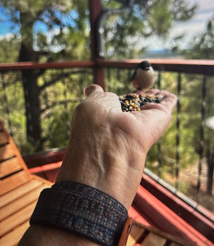 A small bird eating seed from an outstretched hand on a deck