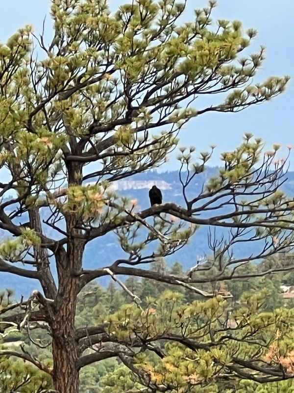A bird perched in a ponderosa pine