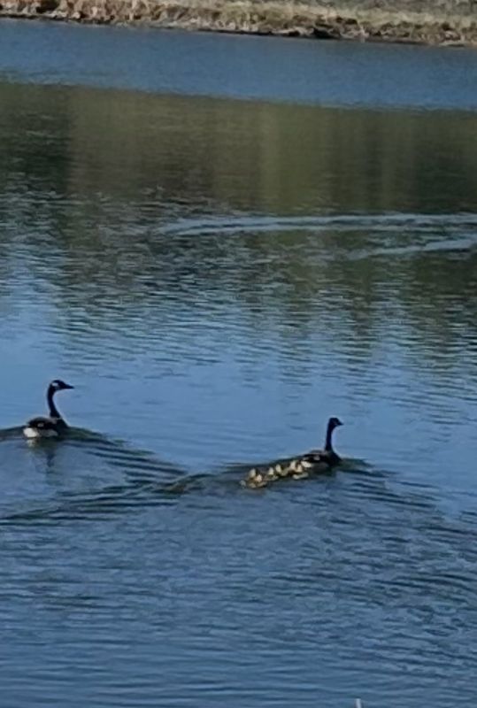 Canadian geese and goslings on a pond along Shroyer Drive