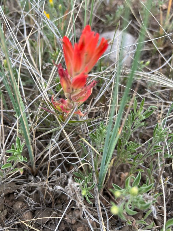 Indian paintbrush wildflower