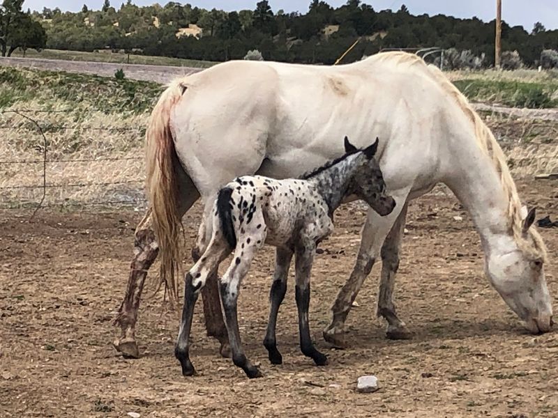 A mare and her Appaloosa foal